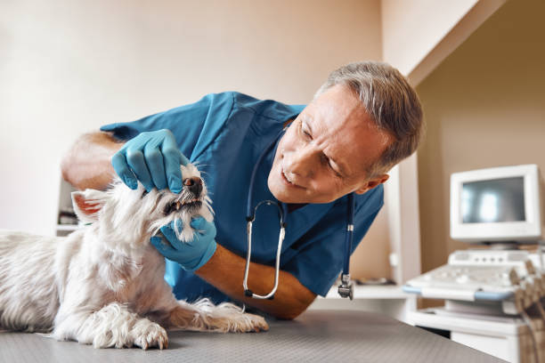 Best 24-Hour Emergency Dentist in Silver Hill, MD